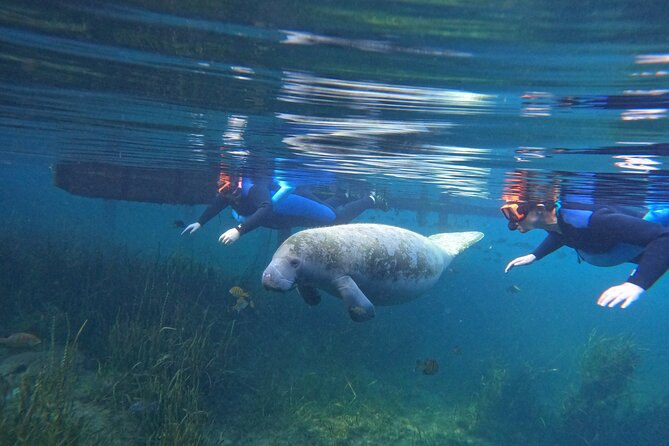 All-Inclusive Small Group Manatee Swim with Free Photos - Quick hits before you book