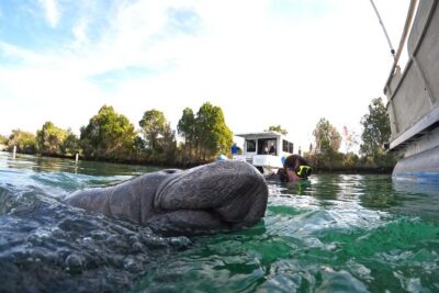 All-Inclusive Small Group Manatee Swim with Free Photos - Price and value: $89.95 that adds up fast
