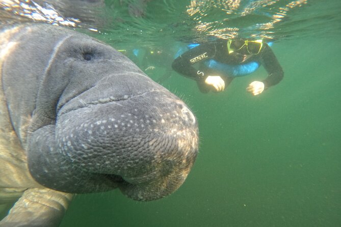 All-Inclusive Small Group Manatee Swim with Free Photos - When the manatees show up: the snorkel session in the water