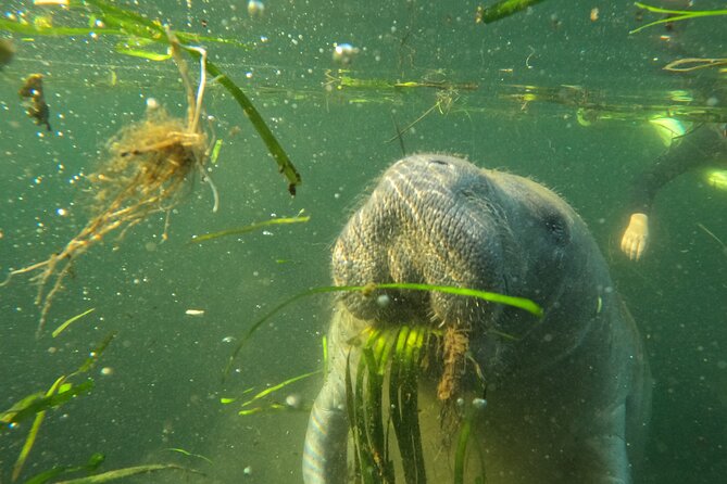 All-Inclusive Small Group Manatee Swim with Free Photos - Small group chemistry: why max 6 feels better