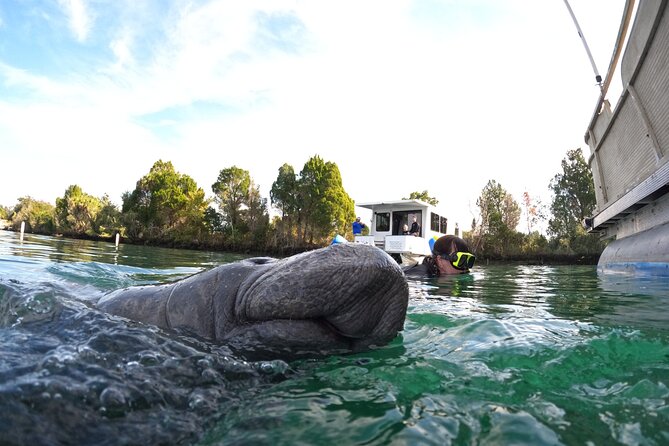 All-Inclusive Small Group Manatee Swim with Free Photos - Price and value: $89.95 that adds up fast