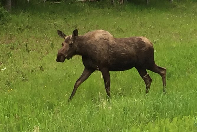 Anchorage City Tour w/ Taste of Wild Smoked Salmon & Reindeer Sausage - Lake Hood Harbor to Point Woronzof: Planes, Inlet, and Denali If You’re Lucky