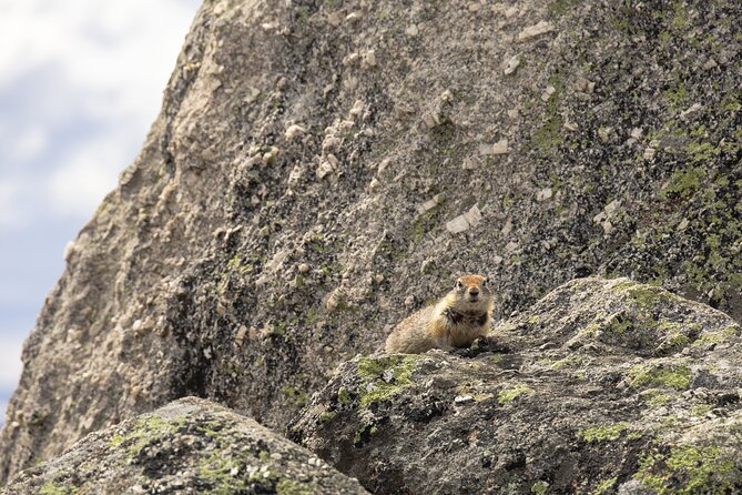 Arctic Circle Day Tour - Wildlife odds and weather rules: plan for changing conditions