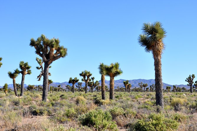 Area 51 Day Tour from Las Vegas with Alien and UFO Hotspots - Little A’Le’Inn: the best kind of quirky stop before the gates