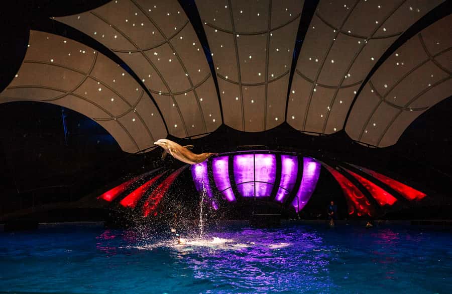 Atlanta: Georgia Aquarium Skip-the-Box-Office Entry Ticket - Quick hits for your Georgia Aquarium day