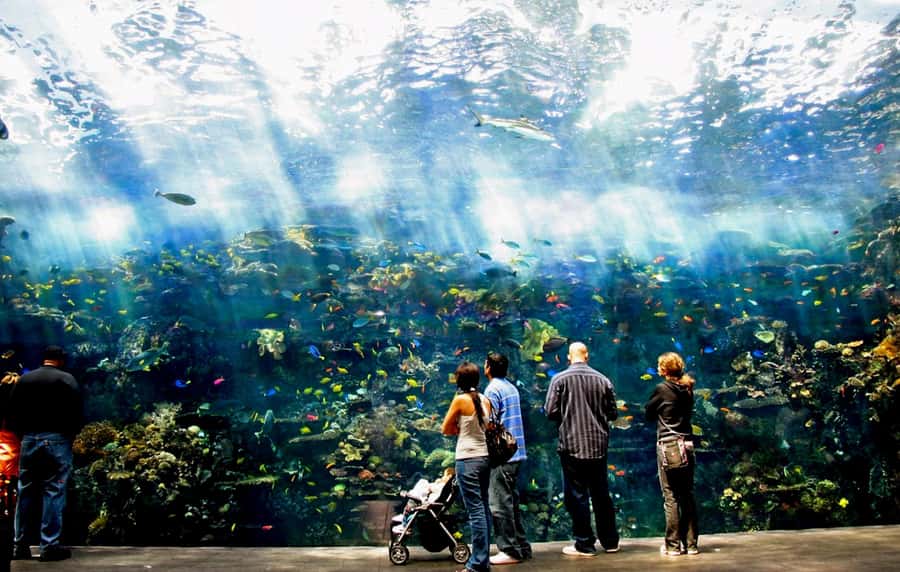 Atlanta: Georgia Aquarium Skip-the-Box-Office Entry Ticket - Skip-to-Security Entry: What You Gain With a “Skip the Box Office” Ticket
