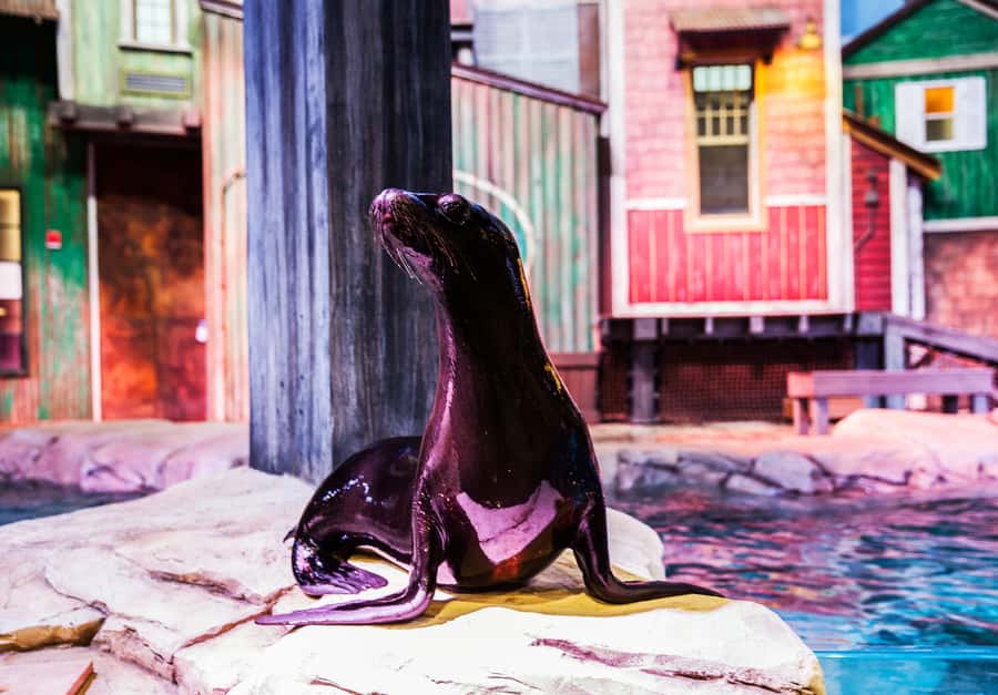Atlanta: Georgia Aquarium Skip-the-Box-Office Entry Ticket - Saltwater Showdown Sea Lions: Cute Show, Practical Seating Advice