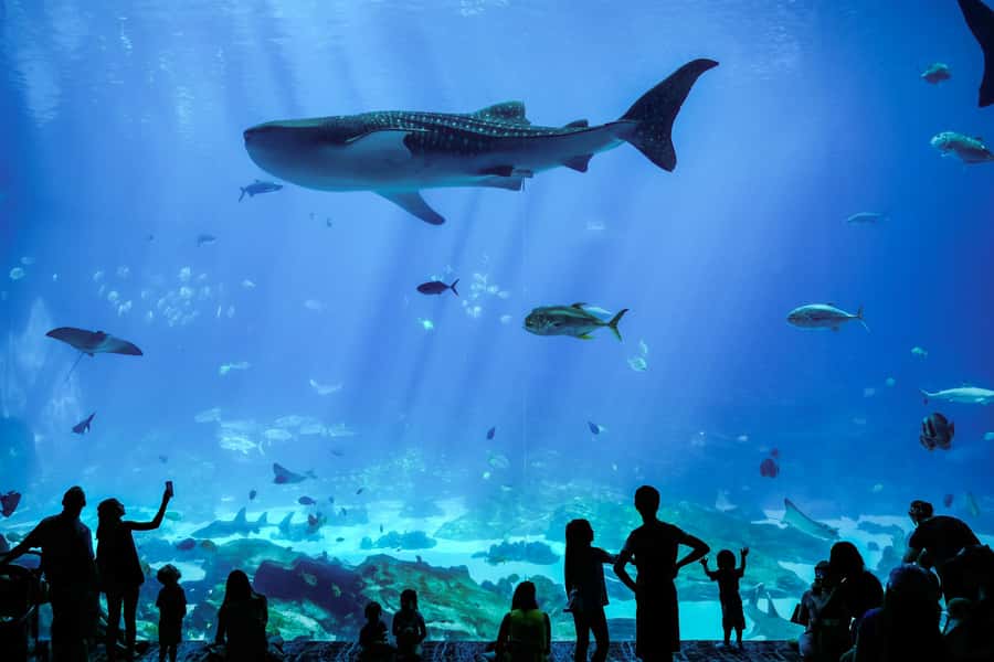 Atlanta: Georgia Aquarium Skip-the-Box-Office Entry Ticket - Coastline Cafe and Food Realities Inside the Aquarium