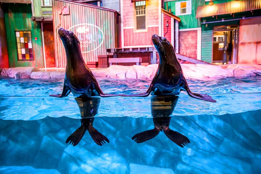 Atlanta: Georgia Aquarium Skip-the-Box-Office Entry Ticket - Your One-Day Plan Through Eight Galleries (Without Needing a Script)