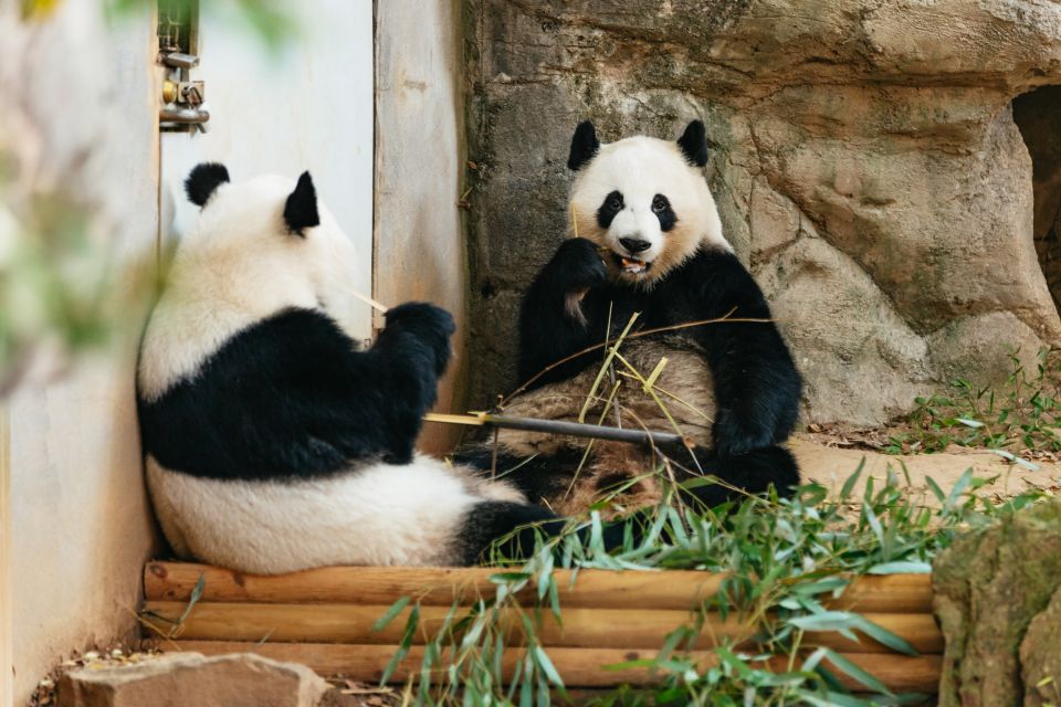 Atlanta: Zoo Atlanta General Admission Ticket - Key highlights you’ll feel immediately
