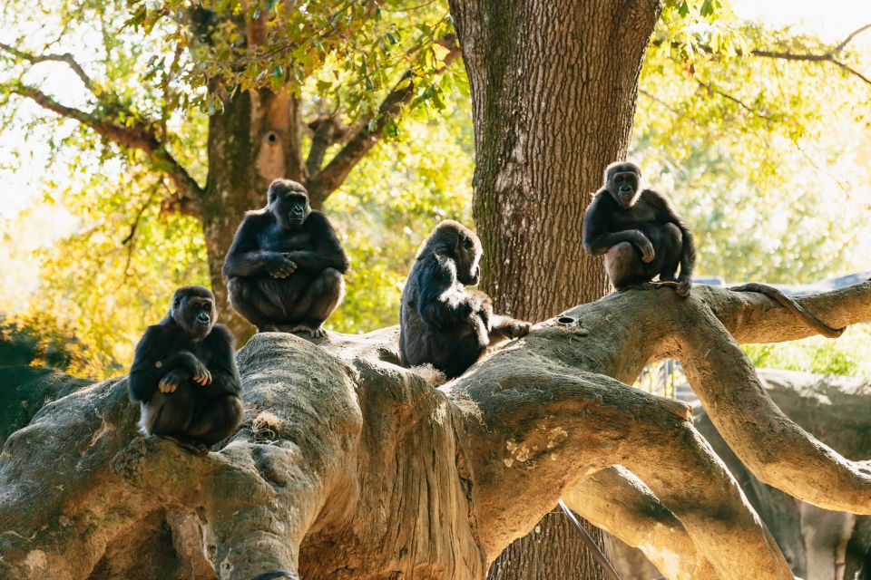 Atlanta: Zoo Atlanta General Admission Ticket - Zoo Atlanta turns one ticket into a real full-day plan