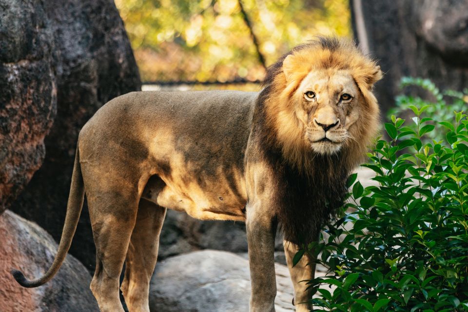 Atlanta: Zoo Atlanta General Admission Ticket - Parking and getting in: build extra time (and bring the right payment)