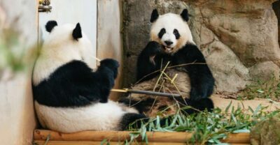 Atlanta: Zoo Atlanta General Admission Ticket - Before you go: timing is everything with last entry and feeding