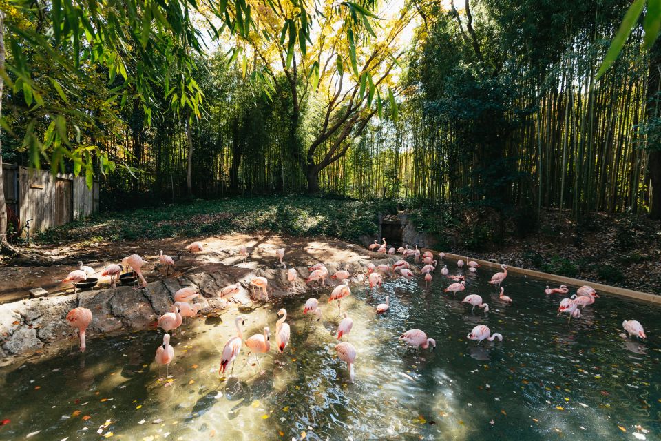 Atlanta: Zoo Atlanta General Admission Ticket - The African Savanna walk: more than “look and go”