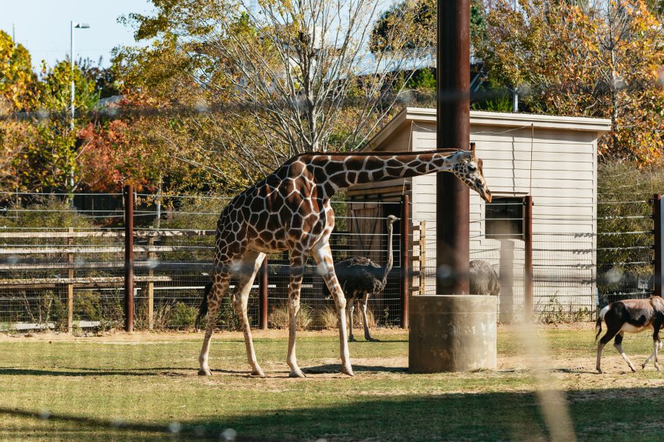 Atlanta: Zoo Atlanta General Admission Ticket - African lion complex: three viewpoints for real up-close watching