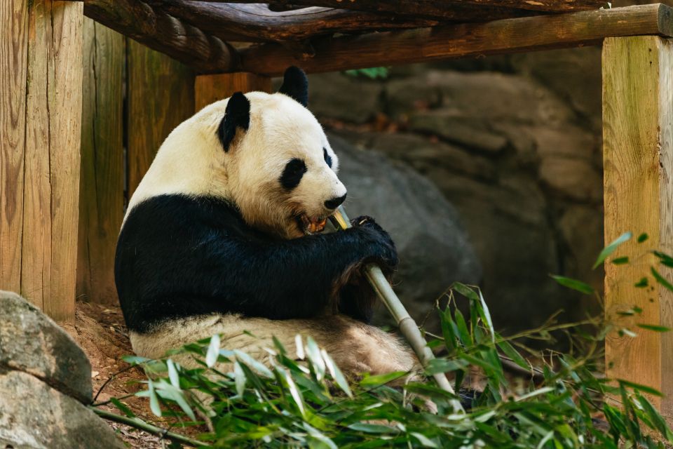 Atlanta: Zoo Atlanta General Admission Ticket - Southern white rhinos and big-habitat neighbors