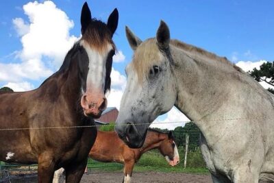 Beaufort’s #1 Horse & Carriage History Tour - What you’ll see: historic district, Civil War stops, and churches
