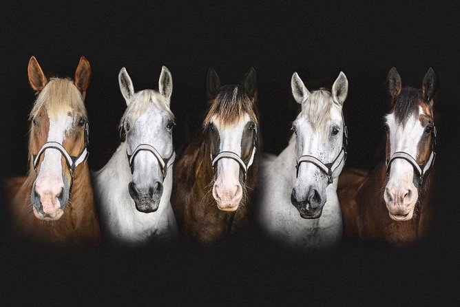 Beaufort’s #1 Horse & Carriage History Tour - Price and value: why $35 for 50–55 minutes feels fair