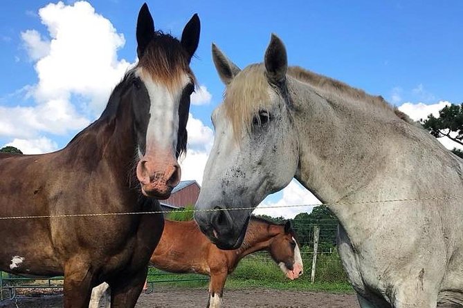 Beaufort’s #1 Horse & Carriage History Tour - What you’ll see: historic district, Civil War stops, and churches
