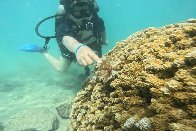 Beginner Scuba Diving Experience with Video Package in Honolulu - What the 1–1.5 Hours Feels Like (And Why Each Step Is Built for Beginners)