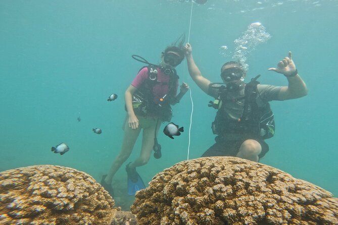 Beginner Scuba Diving Experience with Video Package in Honolulu - What You Might See in the Water (And How to Think About It)