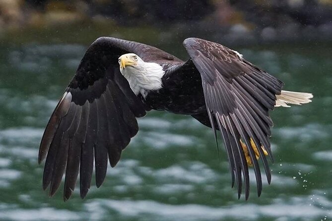 Bering Sea Crab Fisherman's Tour from Ketchikan - Wildlife Viewing With Eagles, Whales, and the Simple Truth About Nature