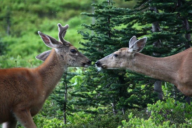 Best of Mount Rainier National Park from Seattle: All-Inclusive Small-Group Tour - Price and What Feels Included (The Real Value Math)
