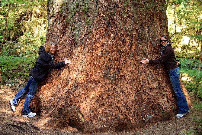 Best of Olympic National Park from Seattle: All-Inclusive Small-Group Day Tour - Old-Growth “No Gate” Moments: Where Olympic Starts to Feel Strange