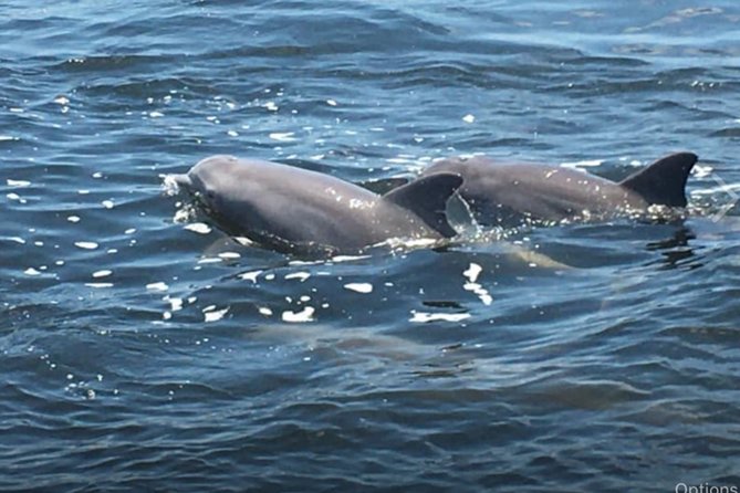 Big Fun Dolphin Cruise & Sealife Experiece ORANGE BEACH ALABAMA - Quick hits before you go