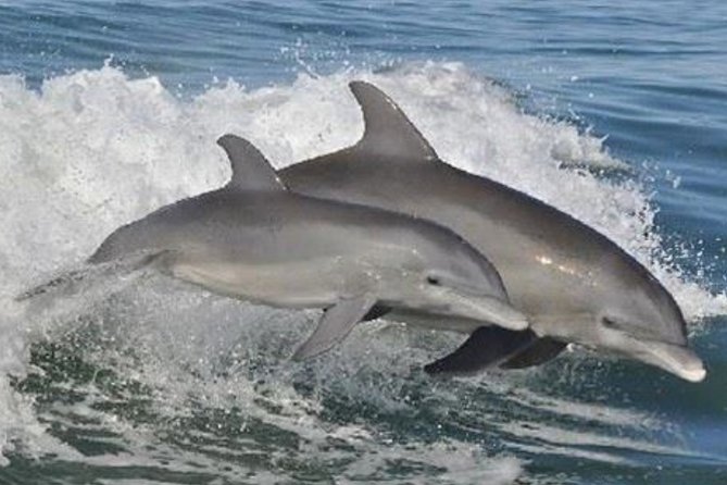 Big Fun Dolphin Cruise & Sealife Experiece ORANGE BEACH ALABAMA - Optional Water Battle Between Boats: Staying Dry or Getting Soaked