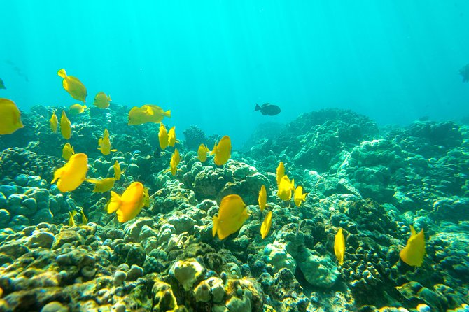 Big Island: Captain Cook Snorkel On A Power Catamaran With Lunch - Wildlife chances: dolphins, humpbacks, and the “right season” factor