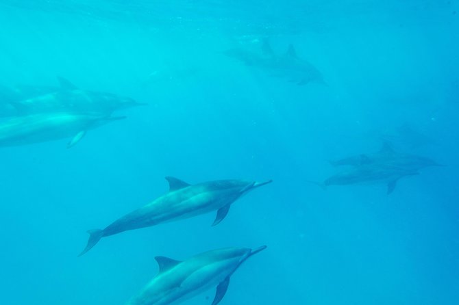 Big Island: Captain Cook Snorkel On A Power Catamaran With Lunch - Price and value: is $85 a good deal here?