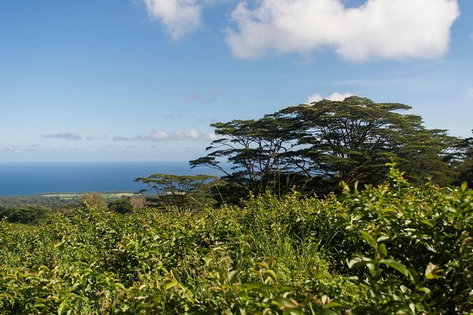Big Island Kohala Canopy Zipline Adventure - Trekking Through the Canopy: The Part People Don’t Plan for