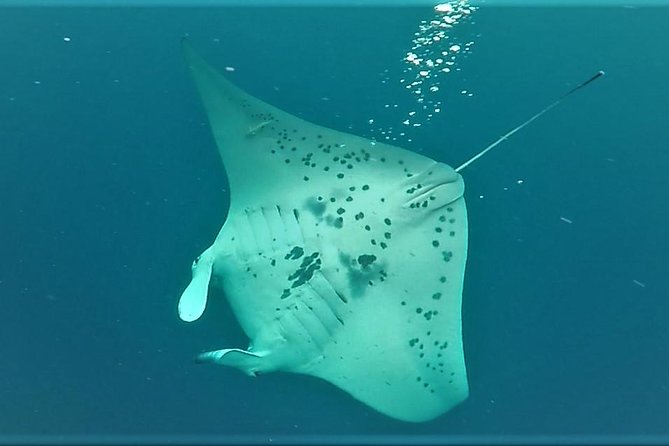 Big Island: Kona Manta Ray Snorkel Tour in Keauhou Harbor - Floating by the Light Board: What Your Up-to-30-Minute Window Feels Like