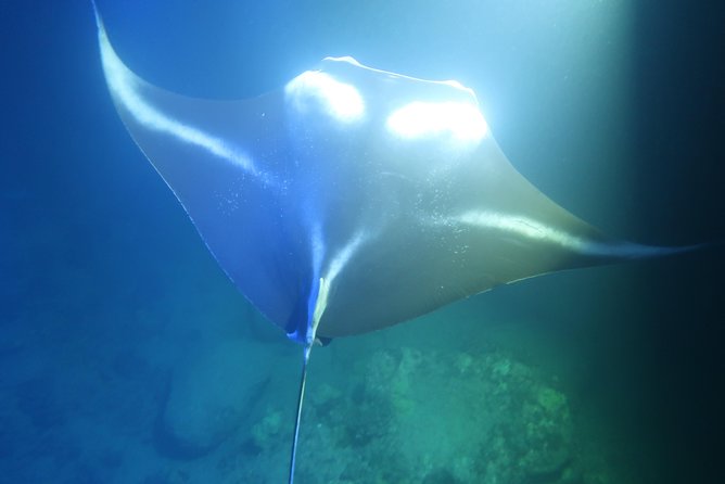 Big Island: Kona Manta Ray Snorkel Tour in Keauhou Harbor - Crew Names You Might Hear, and What That Means for Your Comfort