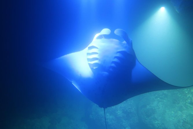 Big Island: Kona Manta Ray Snorkel Tour in Keauhou Harbor - Timing Reality Check: Coast Guard Rules and Potential Waiting