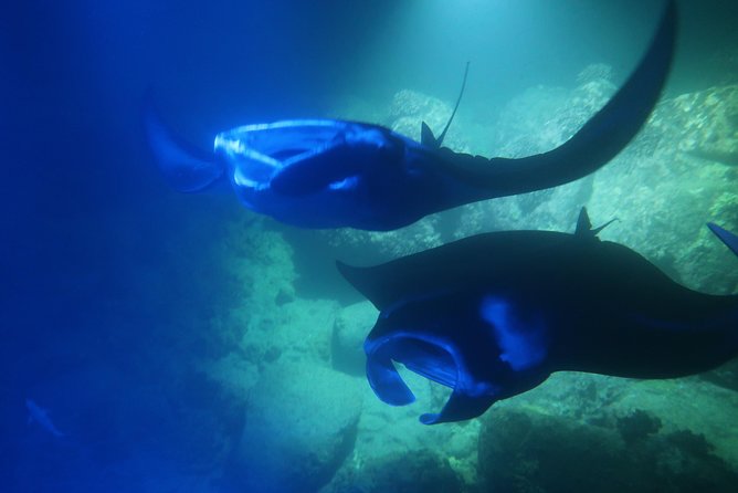 Big Island: Kona Manta Ray Snorkel Tour in Keauhou Harbor - The Short Boat Ride That Protects Your Time in the Water