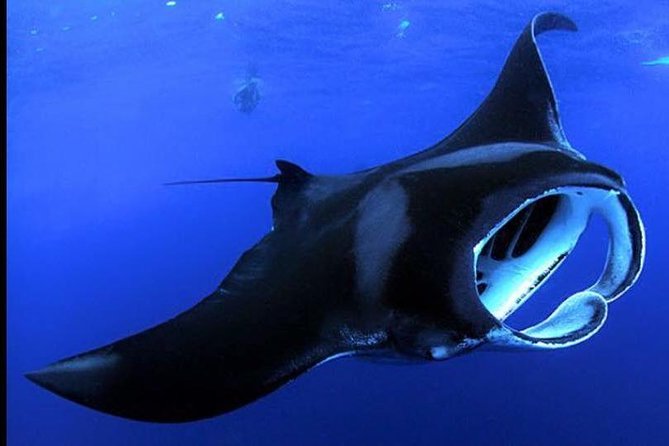 Big Island Manta Ray Night Snorkel - Key takeaways before you go