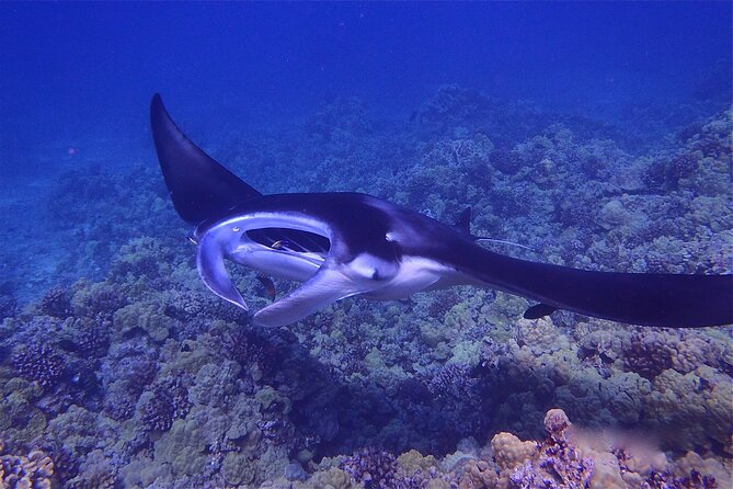 Big Island Manta Ray Night Snorkel - From Keauhou Bay Harbor to the manta spot: your 2.5-hour rhythm
