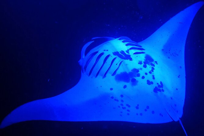 Big Island: Manta Ray Night Snorkeling Adventure in Kailua-Kona - Key things I’d bet on (before you book)