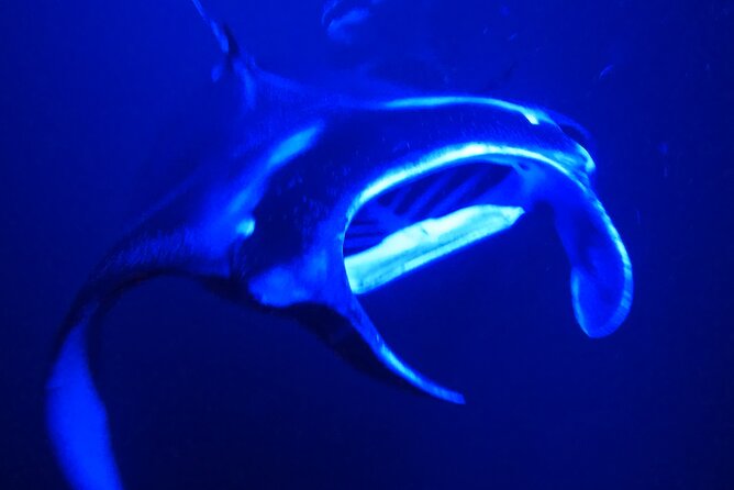 Big Island: Manta Ray Night Snorkeling Adventure in Kailua-Kona - Kailua-Kona at Sunset: how the manta night tour is timed
