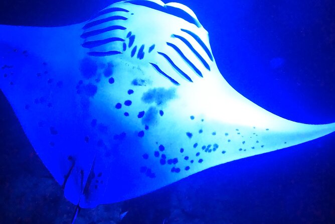 Big Island: Manta Ray Night Snorkeling Adventure in Kailua-Kona - The snorkel moment: feeding-site mantas and how close they get