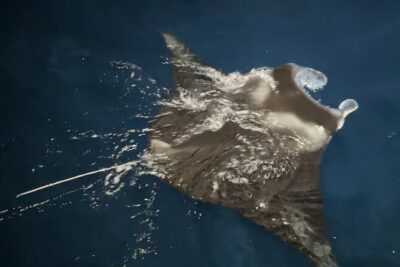 Big Island: Manta Ray Night Snorkeling Adventure in Kailua-Kona - Lights, wetsuit tops, and the snorkel kit you should pack for