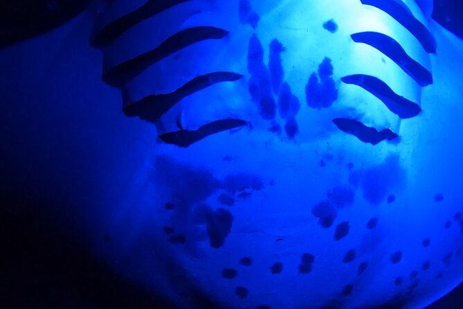 Big Island: Manta Ray Night Snorkeling Adventure in Kailua-Kona - Boat ride reality check: sea sickness, cold water, and seat choice