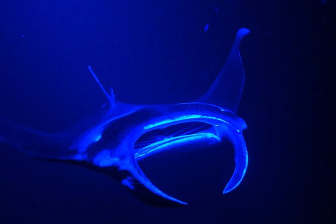 Big Island: Manta Ray Night Snorkeling Adventure in Kailua-Kona - Value for $75: what you’re really paying for