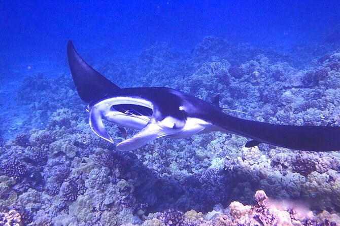 Big Island: Manta Ray Night Snorkeling Adventure in Kailua-Kona - Who this manta ray night snorkel fits best