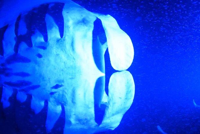 Big Island: Manta Ray Night Snorkeling Adventure in Kailua-Kona - Should you book? My straight advice