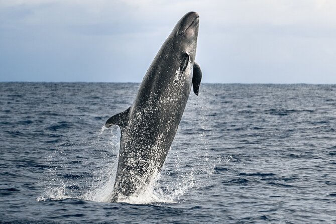 Big Island: Pelagic Whale Watch Tour - Key things I’d pay attention to