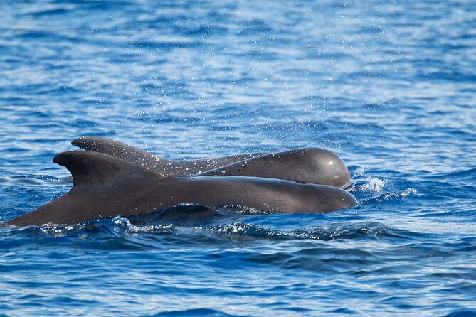Big Island: Pelagic Whale Watch Tour - Meet at Honokohau Area: Morning Timing and Getting Ready