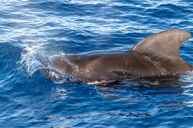 Big Island: Pelagic Whale Watch Tour - What You Learn on Board: The Naturalist Factor